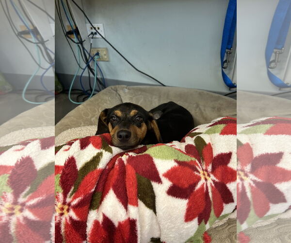 Medium Photo #1 Doxle Puppy For Sale in Plainfield, IL, USA