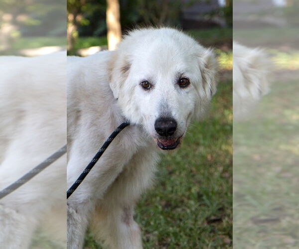 Medium Photo #6 Great Pyrenees Puppy For Sale in Spring, TX, USA