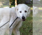 Small #5 Great Pyrenees