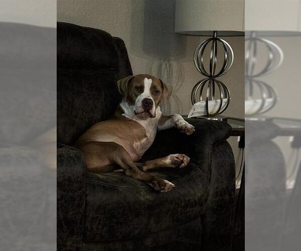 Medium Photo #1 American Staffordshire Terrier Puppy For Sale in San Antonio, TX, USA