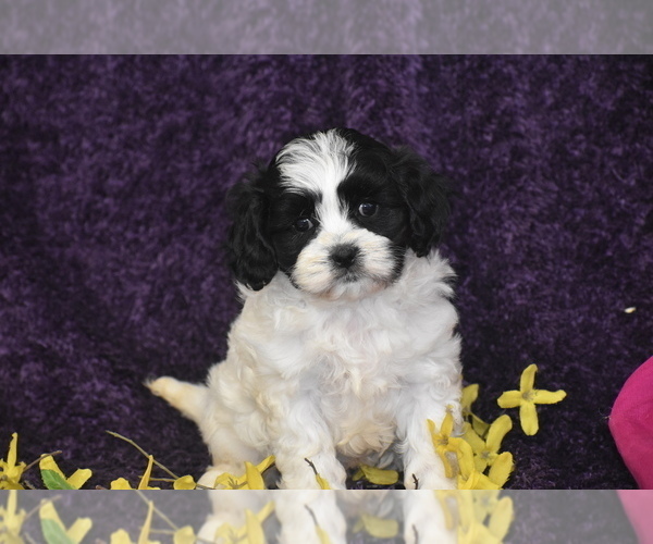 Medium Photo #1 Cavachon Puppy For Sale in ELDORADO, OH, USA