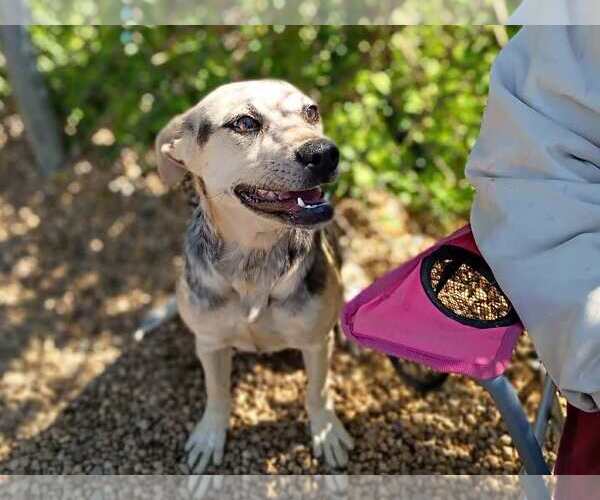 Medium Photo #3 Mutt Puppy For Sale in Anniston, AL, USA