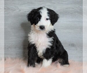 Aussiedoodle Puppy for sale in FREDERICKSBG, OH, USA