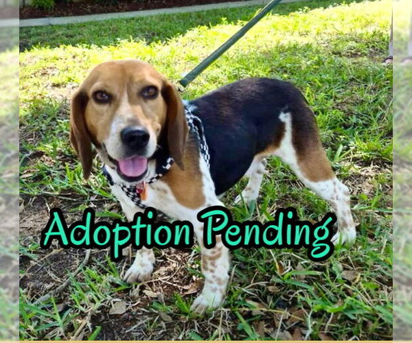 Medium Photo #1 Beagle Puppy For Sale in Dunnellon, FL, USA