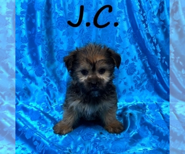 Medium Photo #2 Shorkie Tzu Puppy For Sale in HARTLAND, MN, USA