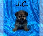 Small #1 Shorkie Tzu