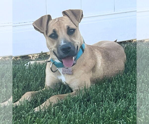 Medium Photo #8 Mutt Puppy For Sale in Fargo, ND, USA