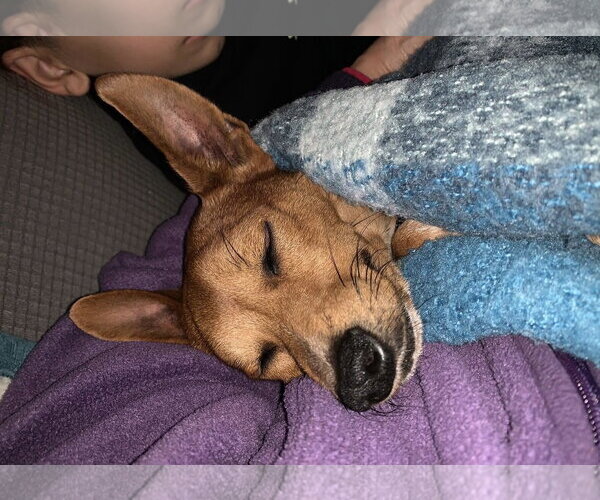 Medium Photo #28 Rat-Cha Puppy For Sale in Wakefield, RI, USA