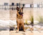 Small #13 German Shepherd Dog Mix