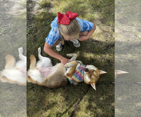 Medium Photo #5 Shiba Inu-Siberian Husky Mix Puppy For Sale in Germantown, OH, USA