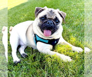 Pug Dogs for adoption in Minneapolis, MN, USA