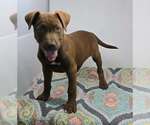 Small #6 Labrador Retriever Mix