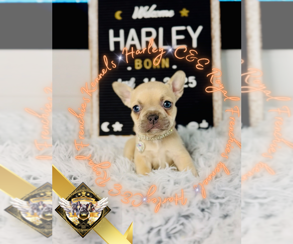 Medium Photo #9 French Bulldog Puppy For Sale in ATHENS, GA, USA