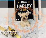 Small #8 French Bulldog