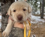 Puppy Puppy 4 Labrador Retriever