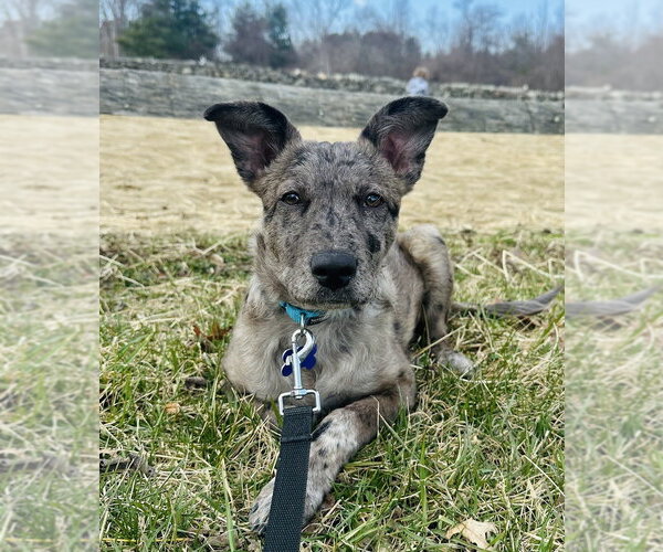 Medium Photo #6 Great Pyrenees-Unknown Mix Puppy For Sale in Oak Bluffs, MA, USA