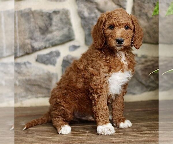 Medium Photo #4 Goldendoodle Puppy For Sale in RONKS, PA, USA