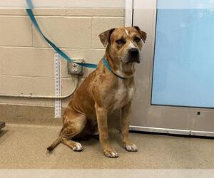 American Staffordshire Terrier-Unknown Mix Dogs for adoption in Grand Prairie, TX, USA