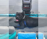 Small #5 American Bulldog Mix