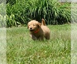 Small #2 Golden Retriever