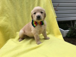 Golden Retriever Puppy for sale in PEACH BOTTOM, PA, USA