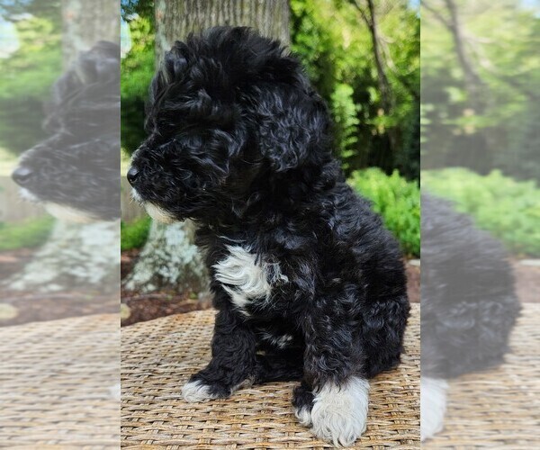 Medium Photo #7 Aussiedoodle Puppy For Sale in COLUMBIA, TN, USA