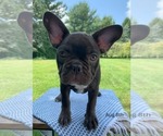 Puppy Belle French Bulldog