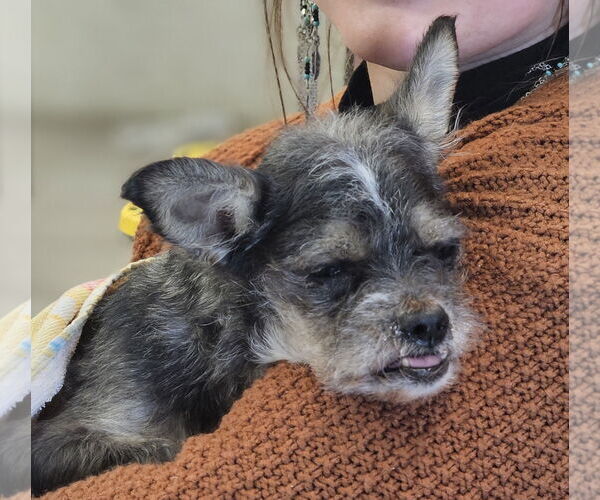 Medium Photo #1 Chihuahua-Unknown Mix Puppy For Sale in Dallas, TX, USA