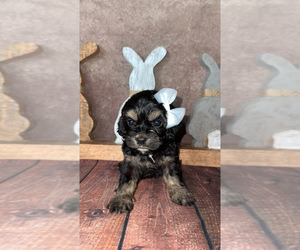 Cock-A-Poo Puppy for Sale in HESPERIA, California USA