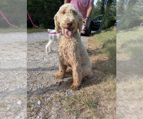 Medium Photo #1 Poodle (Standard) Puppy For Sale in Vail, AZ, USA
