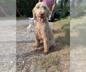 Poodle (Standard) Dogs for adoption in Vail, AZ, USA