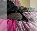 Small #4 Labrador Retriever Mix