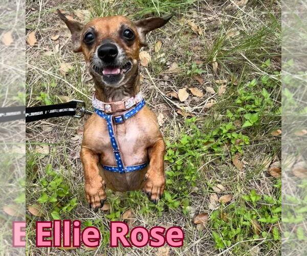 Medium Photo #11 Dachshund Puppy For Sale in San Antonio, TX, USA