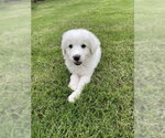 Small #8 Great Pyrenees
