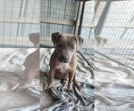 Small Labrador Retriever Mix