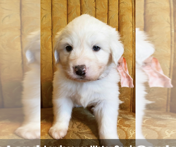 Medium Photo #1 Great Pyrenees Puppy For Sale in WICHITA, KS, USA