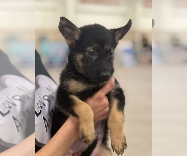 Medium Photo #3 German Shepherd Dog Puppy For Sale in Dana Point, CA, USA