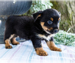 Small #4 Yoranian