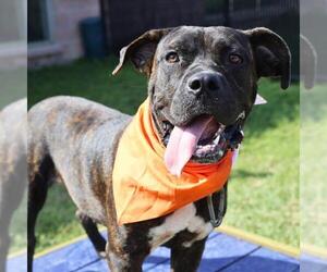 Boxer-Unknown Mix Dogs for adoption in San Antonio, TX, USA