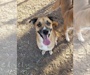 Boxer-Unknown Mix Dogs for adoption in El Centro, CA, USA