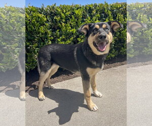 Gerberian Shepsky Dogs for adoption in Corona, CA, USA