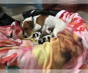 Jack Russell Terrier Puppy for sale in BROOKER, FL, USA