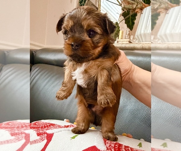 Medium Photo #8 Yorkshire Terrier Puppy For Sale in ROCKLIN, CA, USA