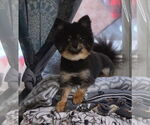 Small #2 Pomeranian