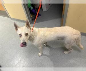 Gerberian Shepsky Dogs for adoption in Orange, CA, USA