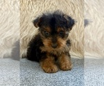 Small #5 Yorkshire Terrier