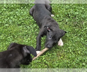 Mutt Dogs for adoption in Marine City, MI, USA