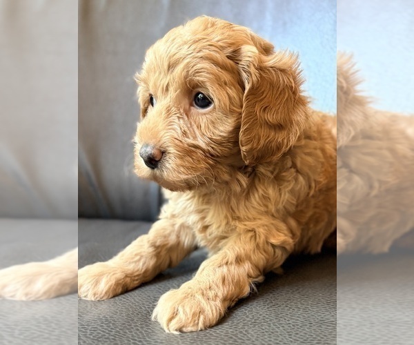 Medium Photo #3 Cavapoo (Miniature) Puppy For Sale in WAUSEON, OH, USA