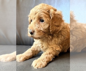 Medium Cavapoo (Miniature)