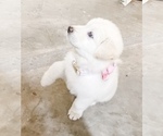 Small Photo #21 Great Pyrenees Puppy For Sale in MCALLEN, TX, USA